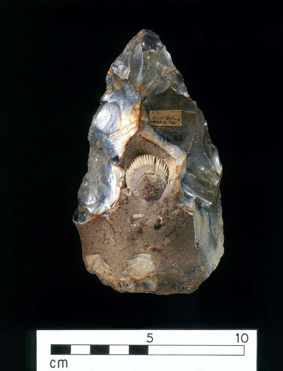 Acheulean Handaxe knapped around a fossil…