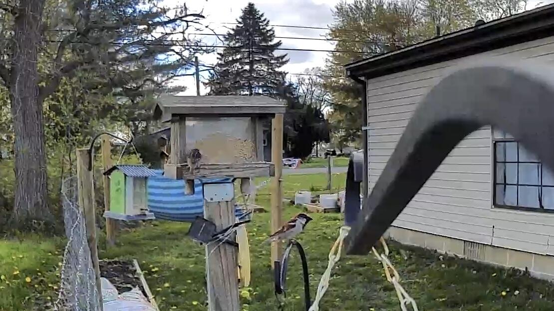 The birdcam is up and highlighting…