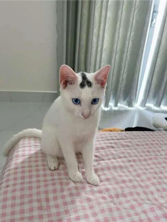 Gato cara de pau: