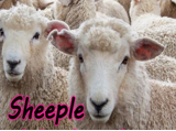 :SHEEP: