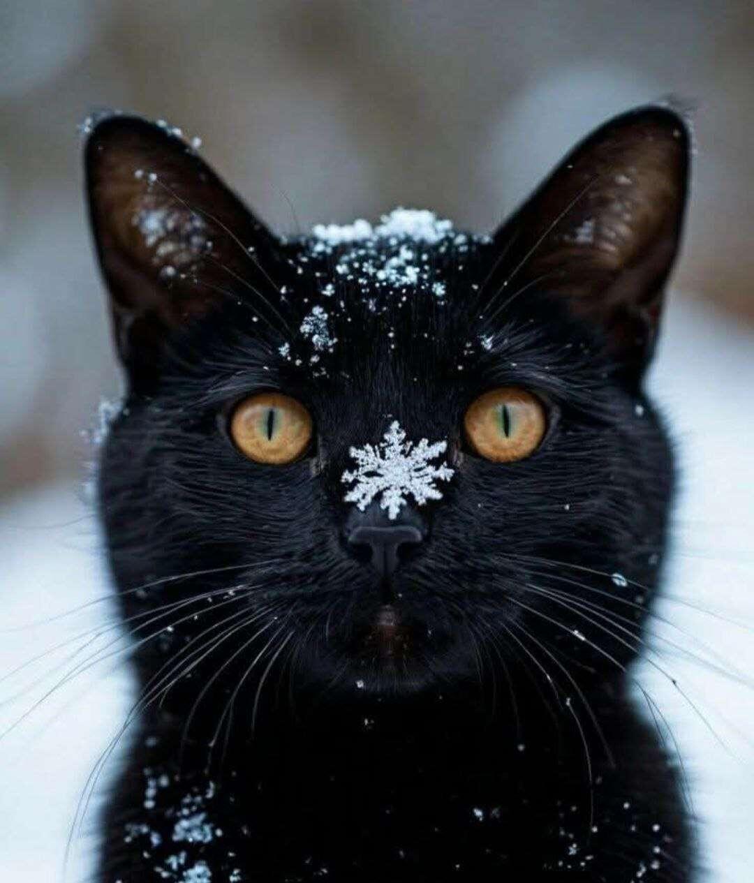 #cat #catstr