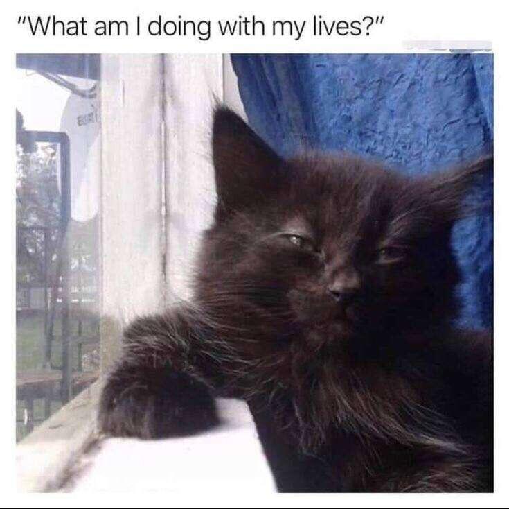 #Meme