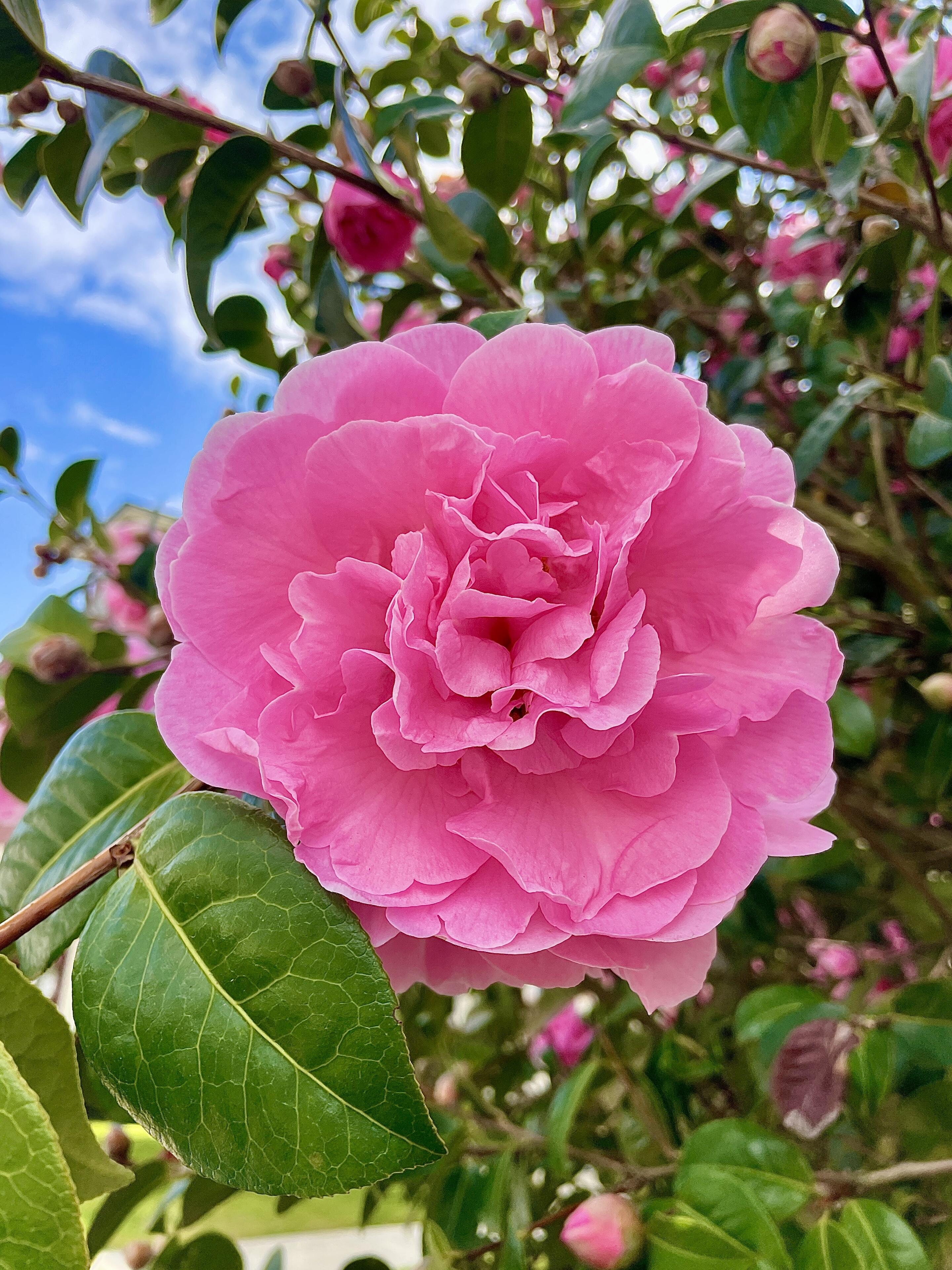 #bloomscrolling #nature #photography #art #flowerstr