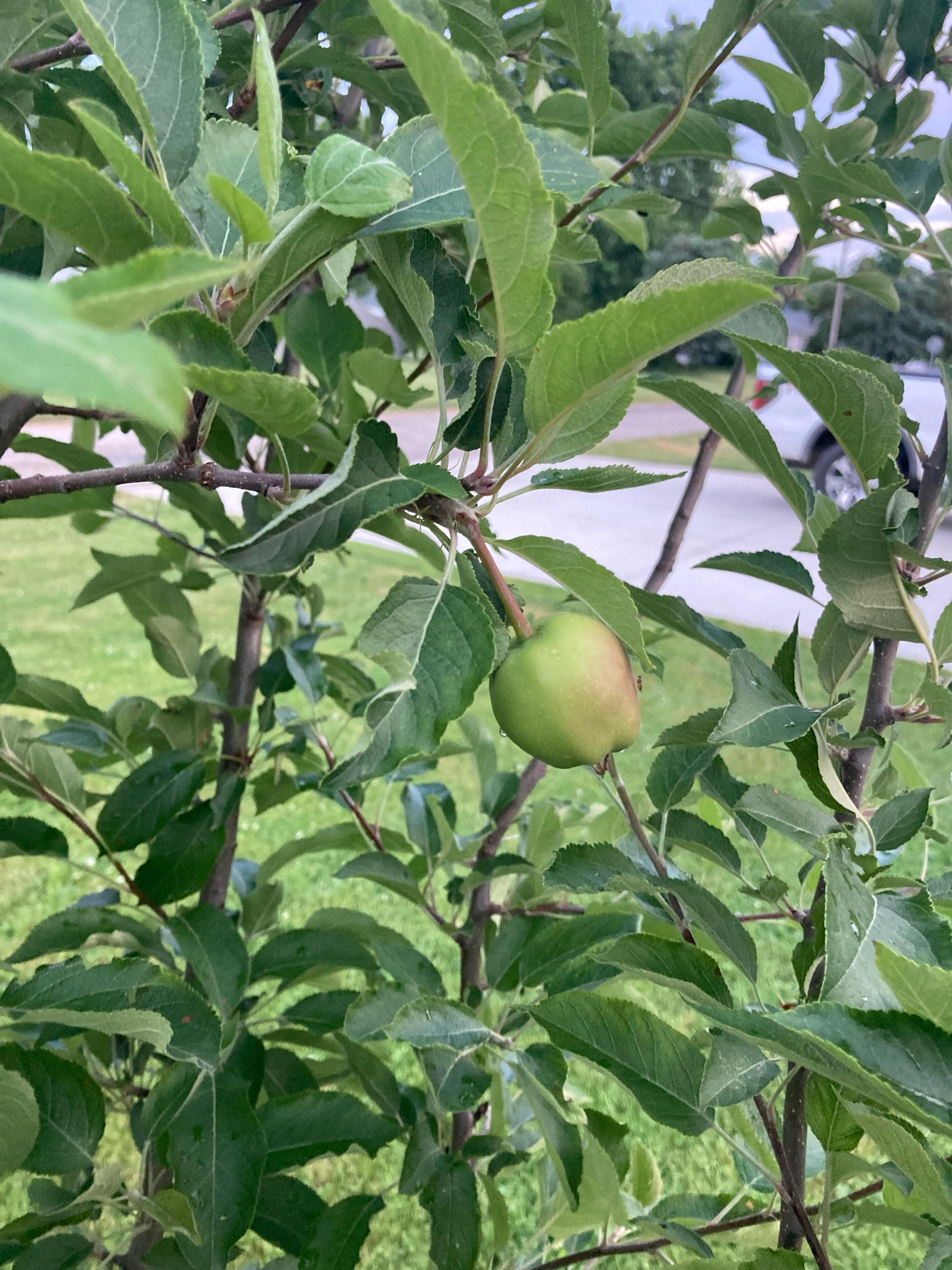 We have red delicious apples for…