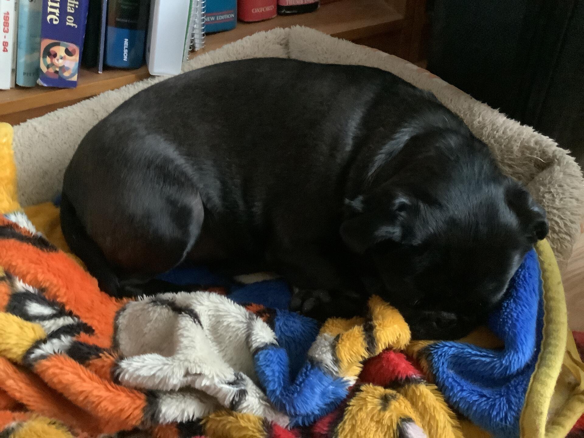 WFH doggie on her Winnie-the-…