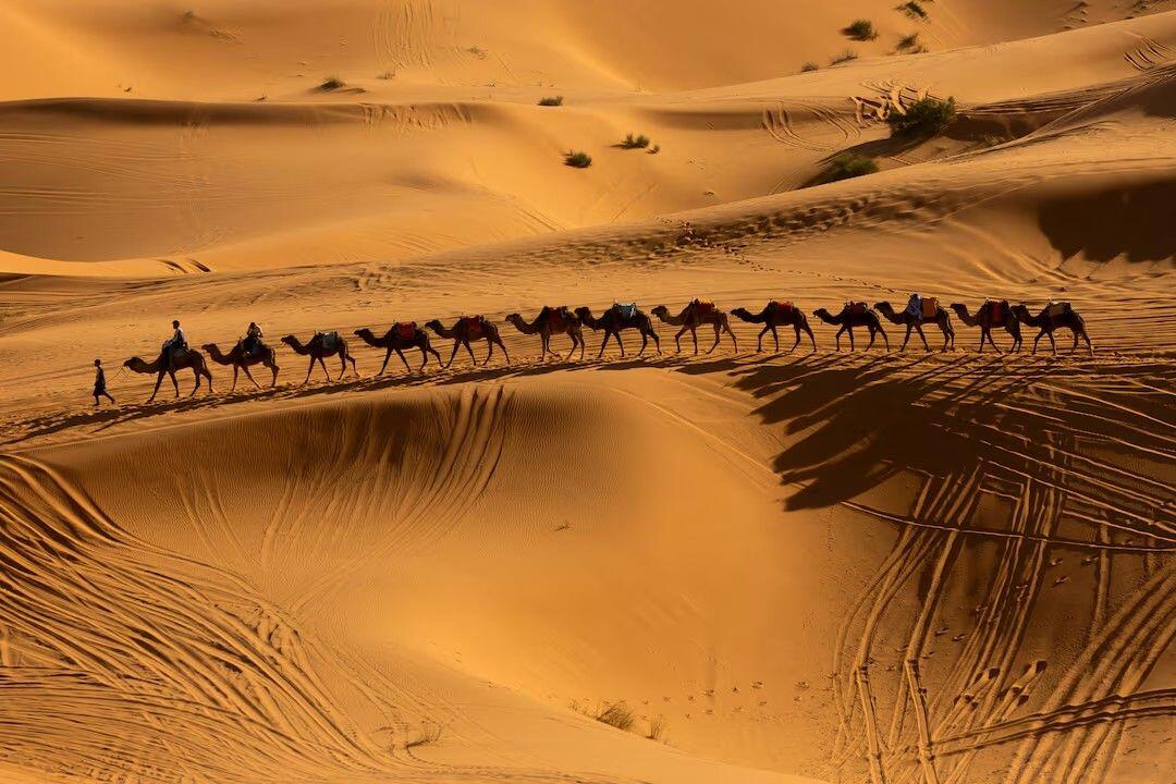 A camel caravan moves along the…