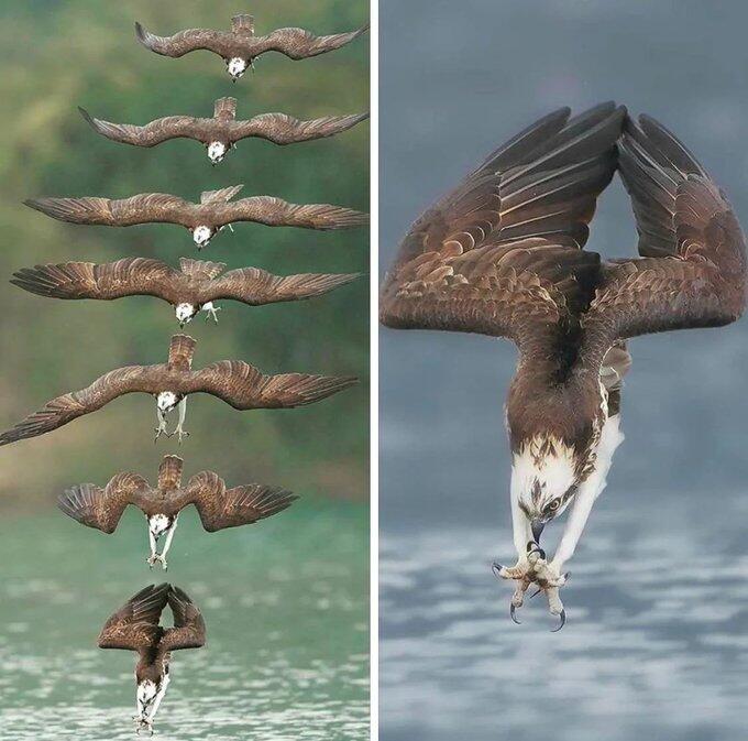 What at osprey looks like as…