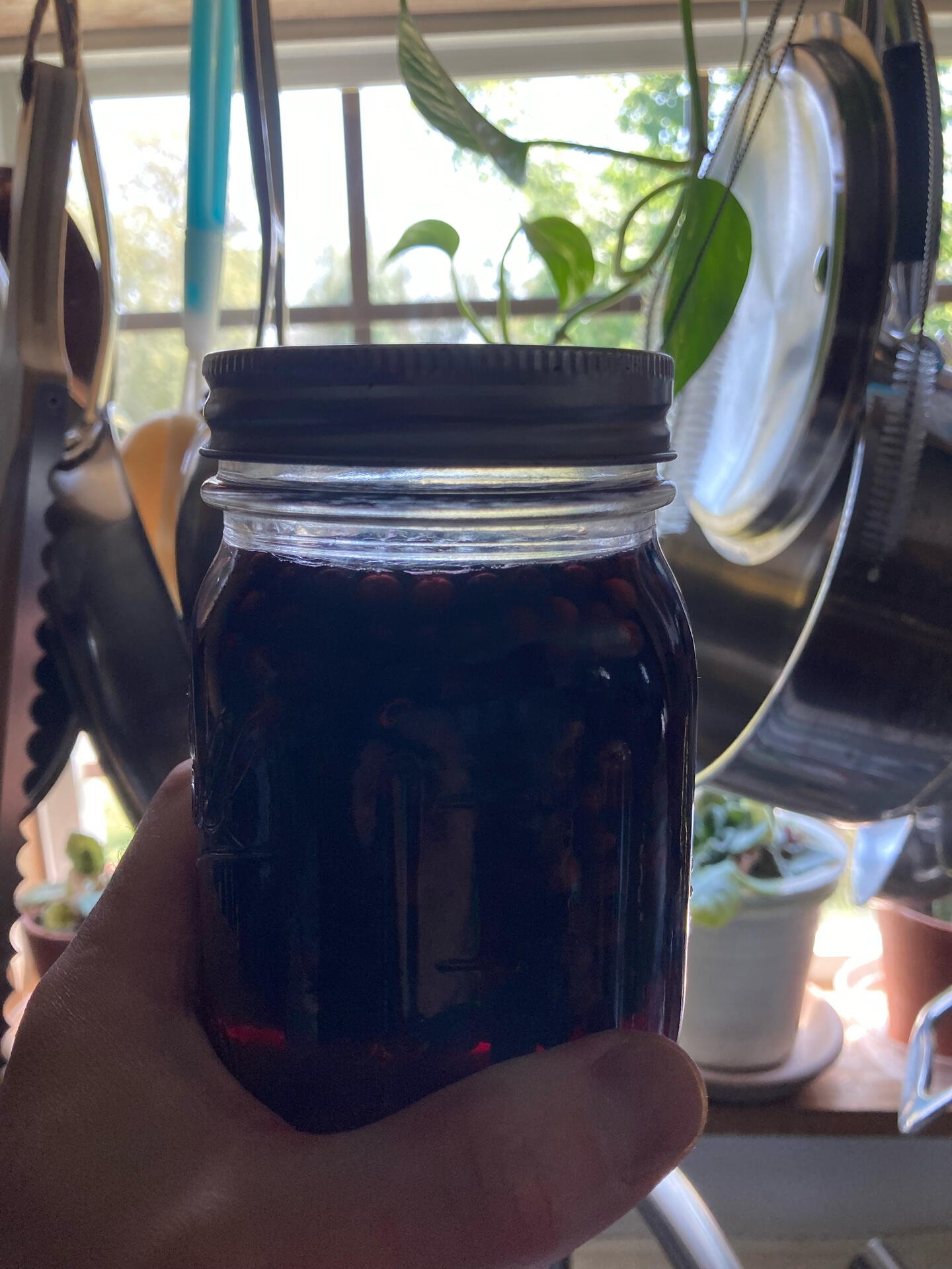 Elderberry tincture coming along good #herbalmedicine…