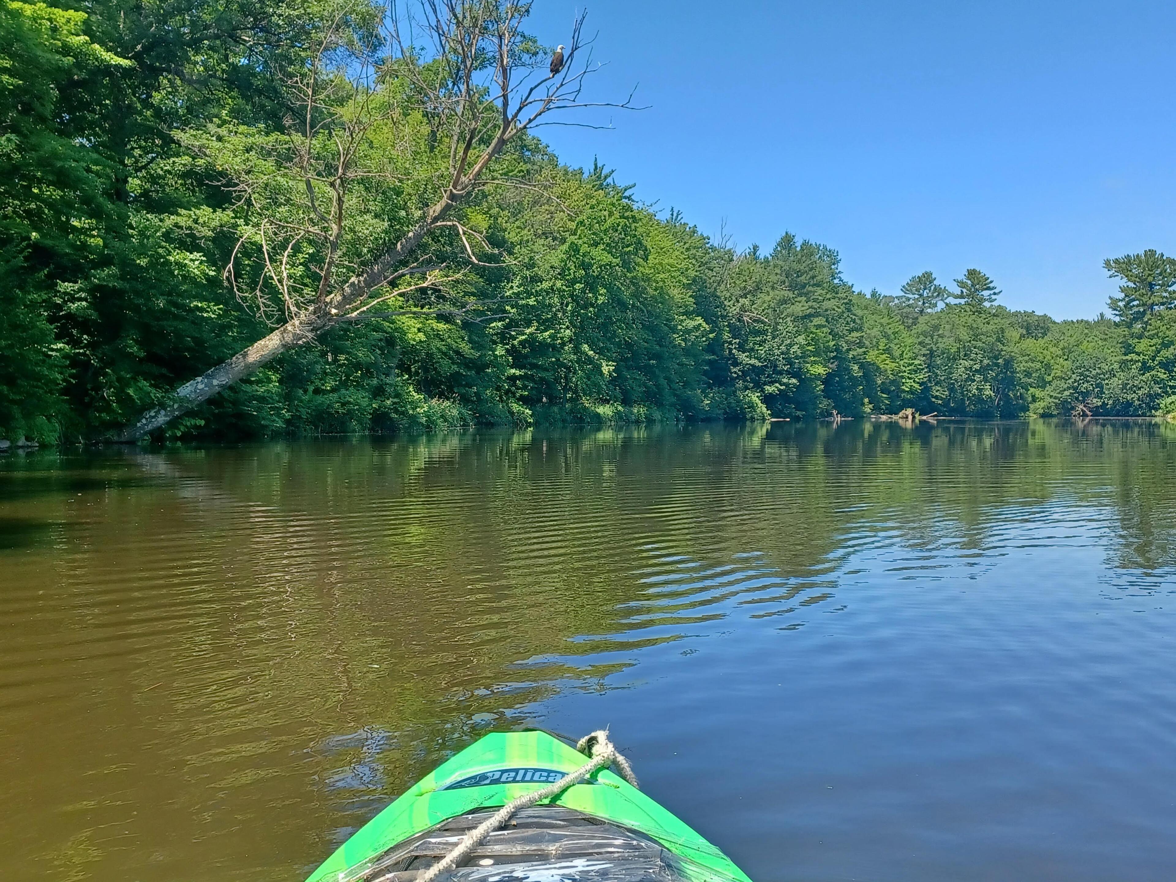 Went kayaking yesterday and was almost…