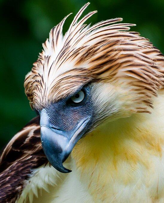 The Philippine eagle is considered the…