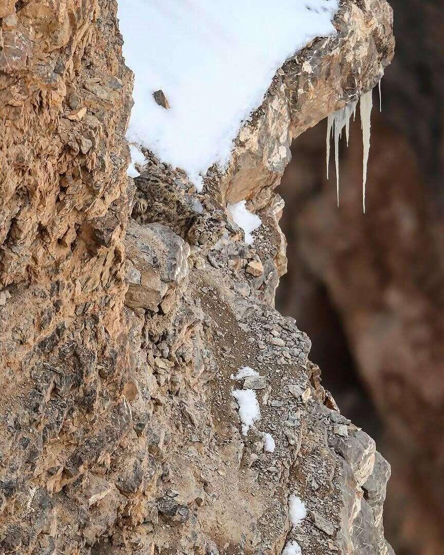 Good luck and find the #leopard