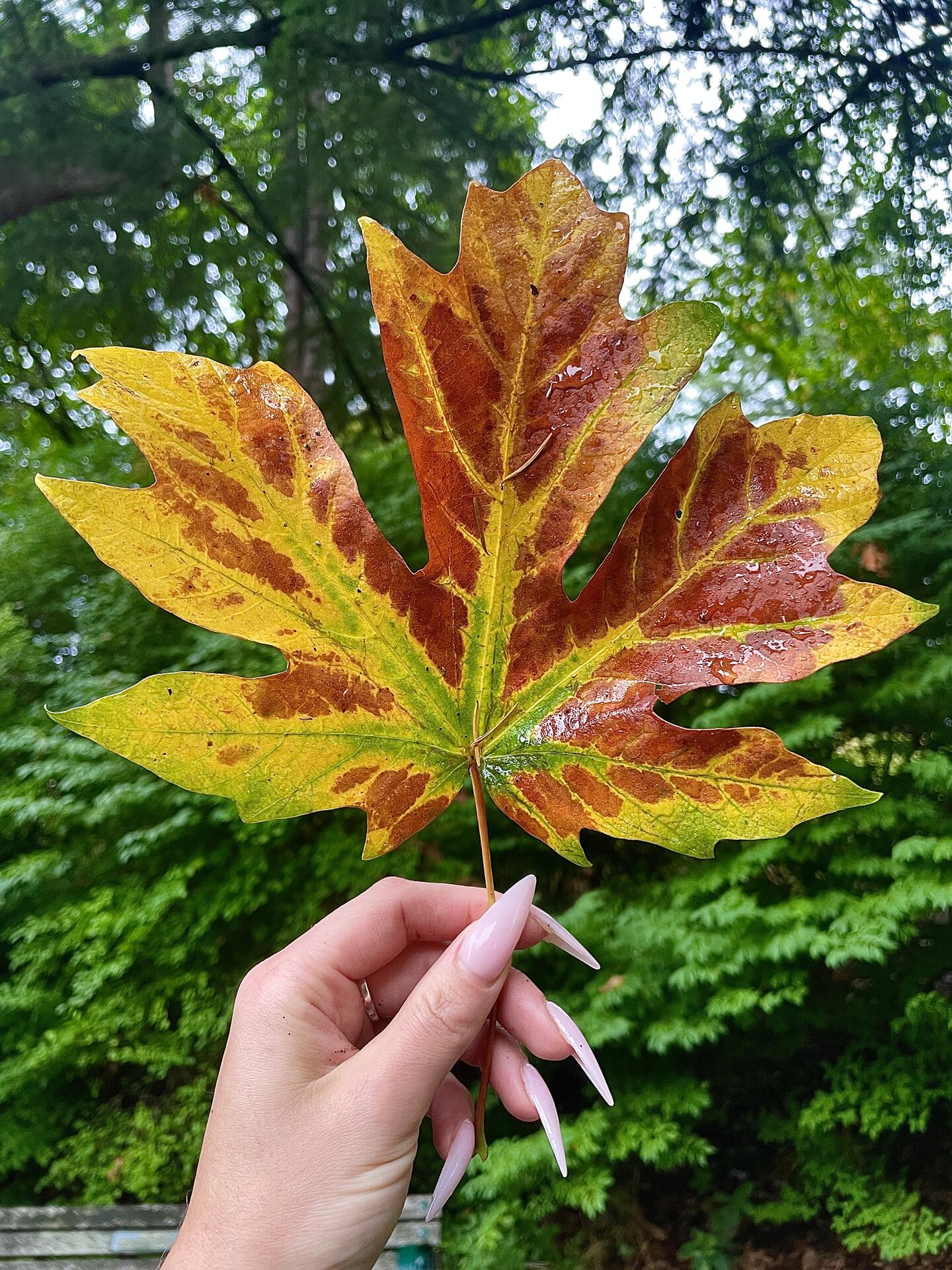 Nature walking and wandering. 🍁🍂