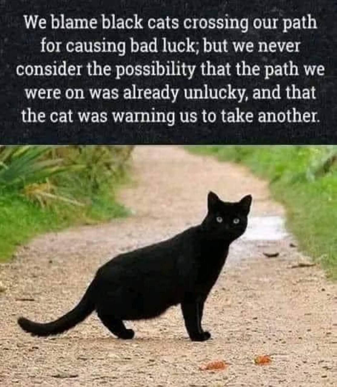 #black cat #memestr